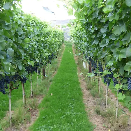 Relaxen Im Weindorf 2 Apartment Mayschoss