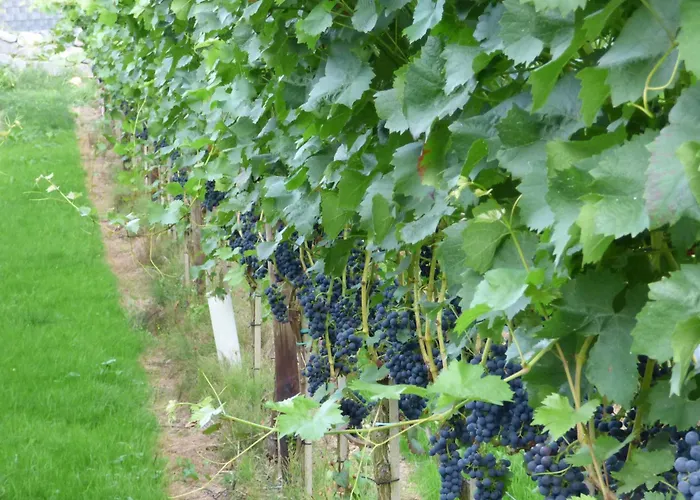 Lägenhet Relaxen Im Weindorf 2